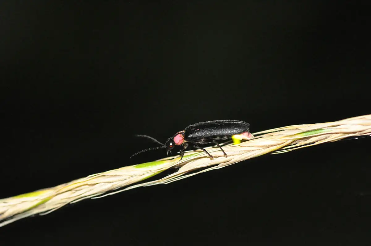 ホタル